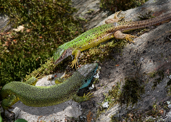 Östliche Smaragdeidechse (Lacerta viridis) - © Gernot Kunz